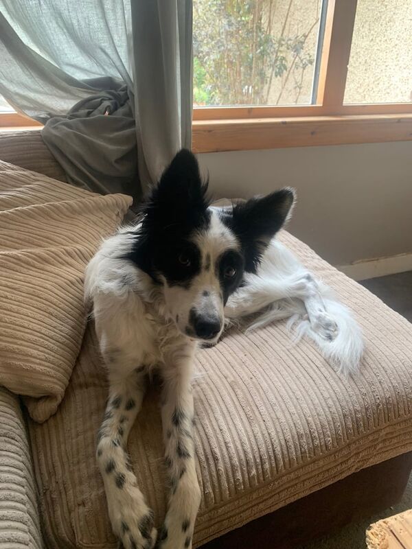 Border Collie puppies for sale in Highland Boath, Nairn – 1 year old - Image 3 of 3