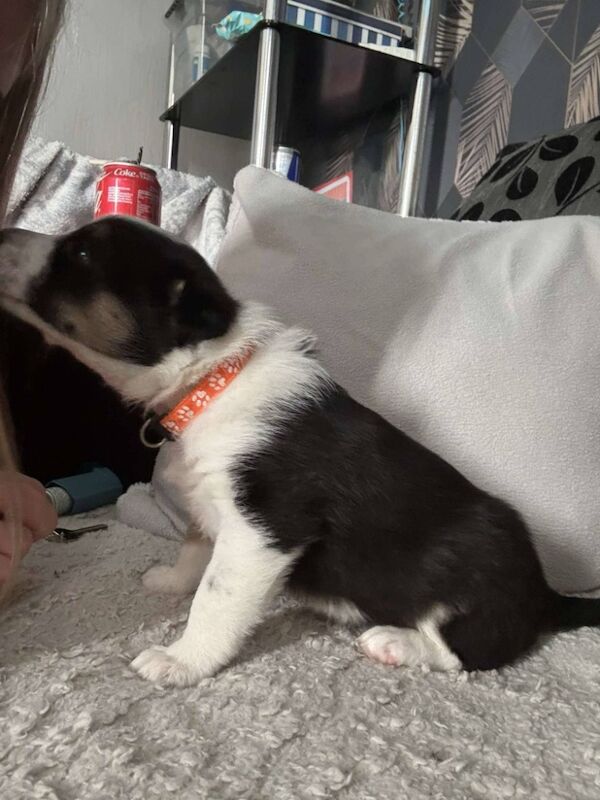 Ready to go border collie for sale in Northamptonshire