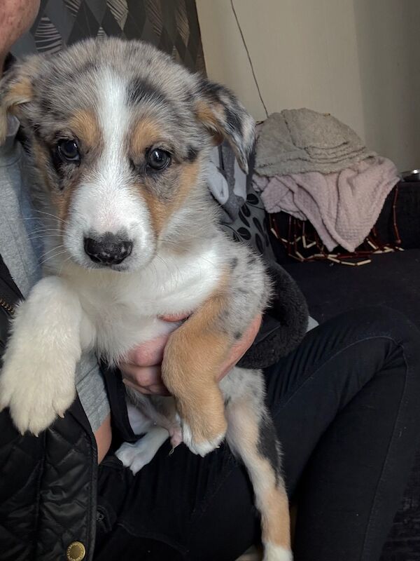 Ready to go border collie for sale in Northamptonshire | Image 2