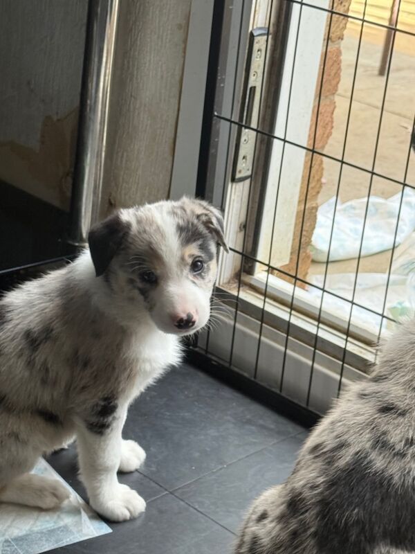 Ready to go border collie for sale in Northamptonshire | Image 4