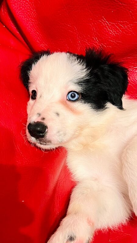 Border Collie puppies for sale in Eyemouth, Berwickshire – 7 weeks old