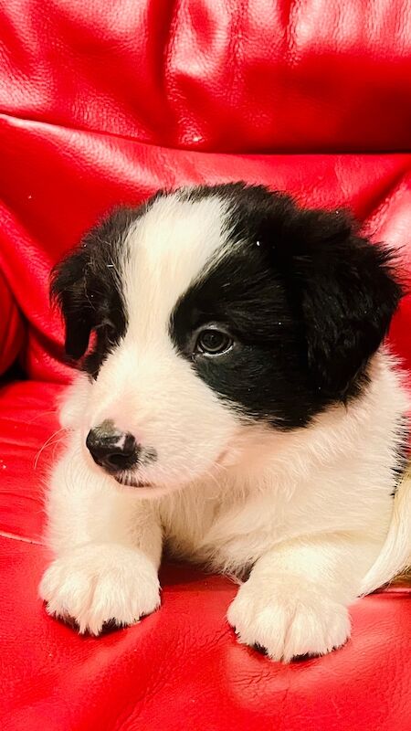 Border Collie puppies for sale in Eyemouth, Berwickshire – 8 weeks old - Image 2 of 12