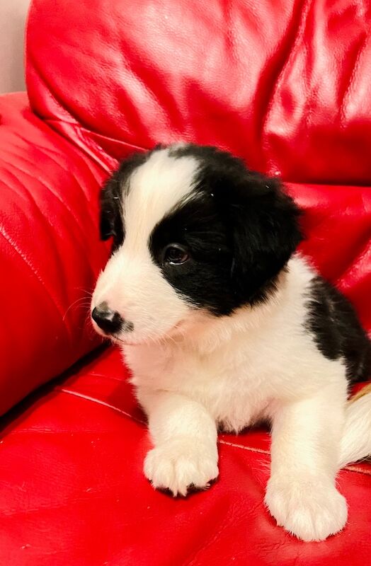 Border Collie puppies for sale in Eyemouth, Berwickshire – 8 weeks old - Image 4 of 12