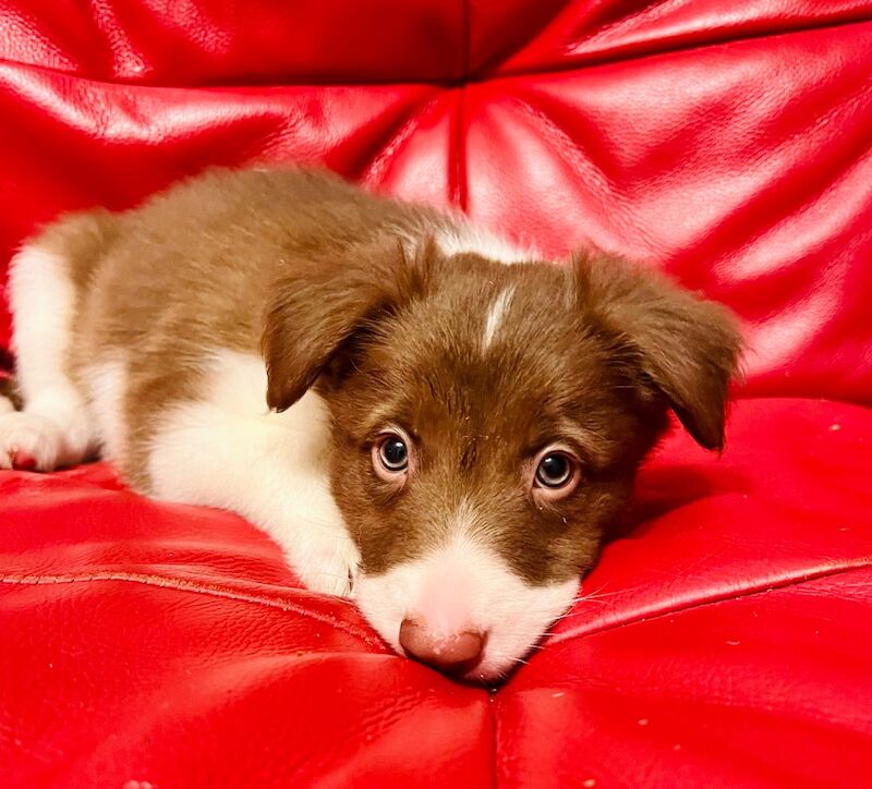 Border Collie puppies for sale in Eyemouth, Berwickshire – 8 weeks old - Image 5 of 12