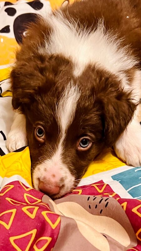 Border Collie puppies for sale in Eyemouth, Berwickshire – 8 weeks old - Image 6 of 12