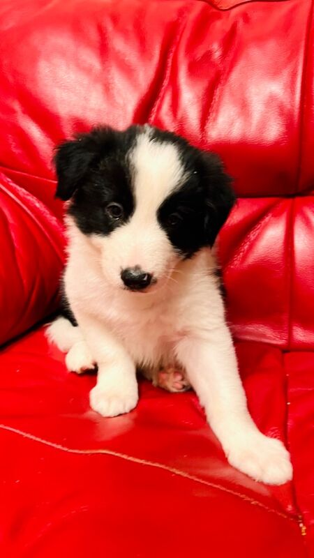 Border Collie puppies for sale in Eyemouth, Berwickshire – 8 weeks old - Image 7 of 12
