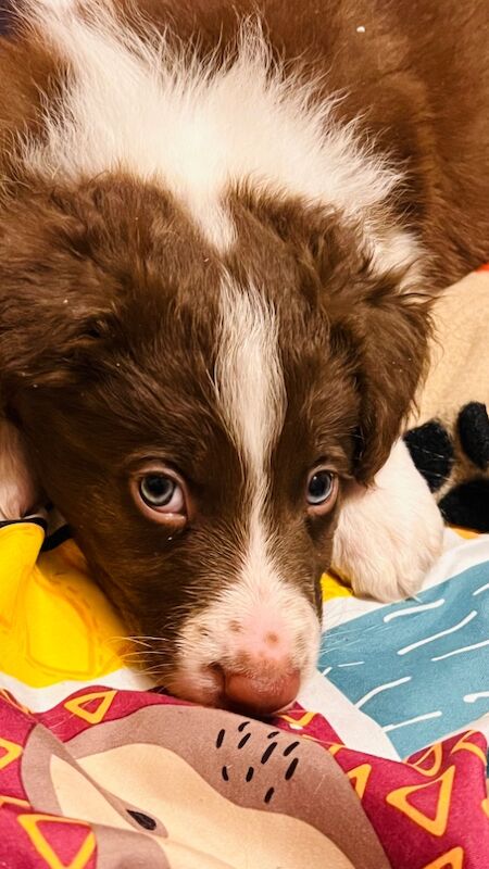 Border Collie puppies for sale in Eyemouth, Berwickshire – 8 weeks old - Image 8 of 12