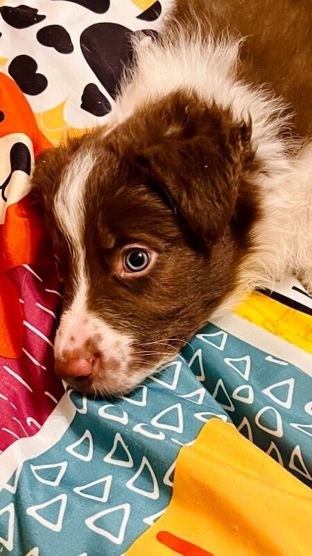 Border Collie puppies for sale in Eyemouth, Berwickshire – 8 weeks old - Image 10 of 12