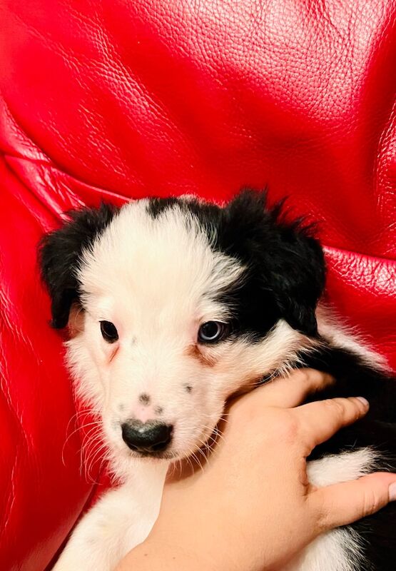 Border Collie puppies for sale in Eyemouth, Berwickshire – 8 weeks old - Image 11 of 12