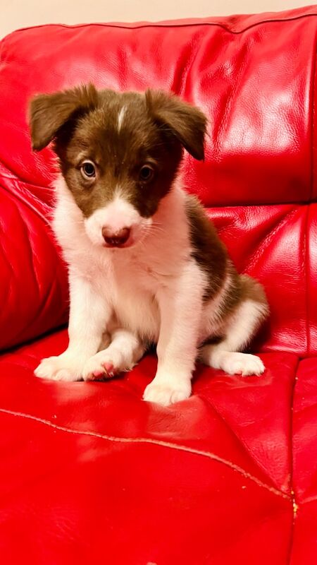 Border Collie puppies for sale in Eyemouth, Berwickshire – 8 weeks old - Image 12 of 12