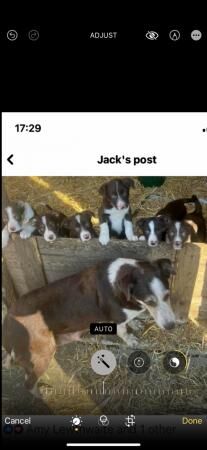 Red and white border collie pups for sale in Workington, Cumbria - Image 2