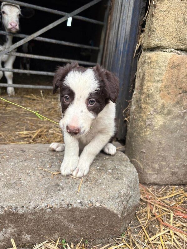 Border Collie puppies for sale in Belper, Derbyshire – 8 weeks old