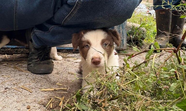 Border Collie puppies for sale in Belper, Derbyshire – 8 weeks old - Image 3 of 3
