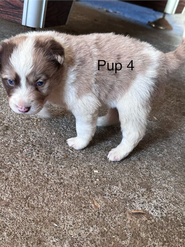 Fully Vaccinated Red Merle Border collie Bitch pups for sale in Carmarthenshire - Image 7