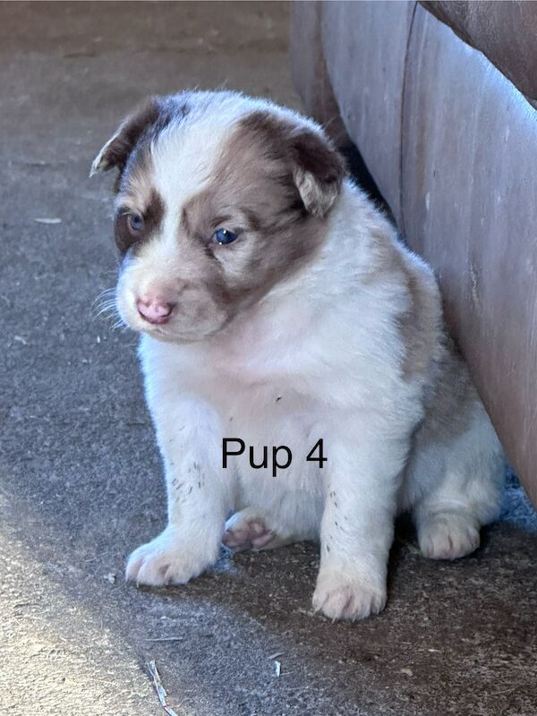 Fully Vaccinated Red Merle Border collie Bitch pups for sale in Carmarthenshire - Image 8