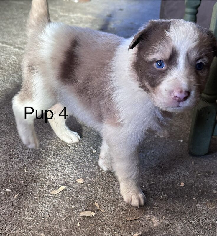Fully Vaccinated Red Merle Border collie Bitch pups for sale in Carmarthenshire