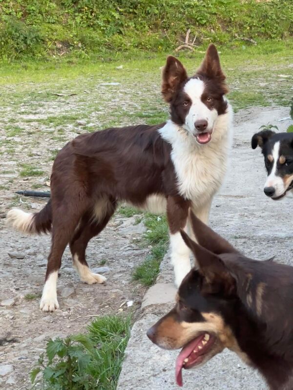 Fully Vaccinated Red Merle Border collie Bitch pups for sale in Carmarthenshire - Image 11