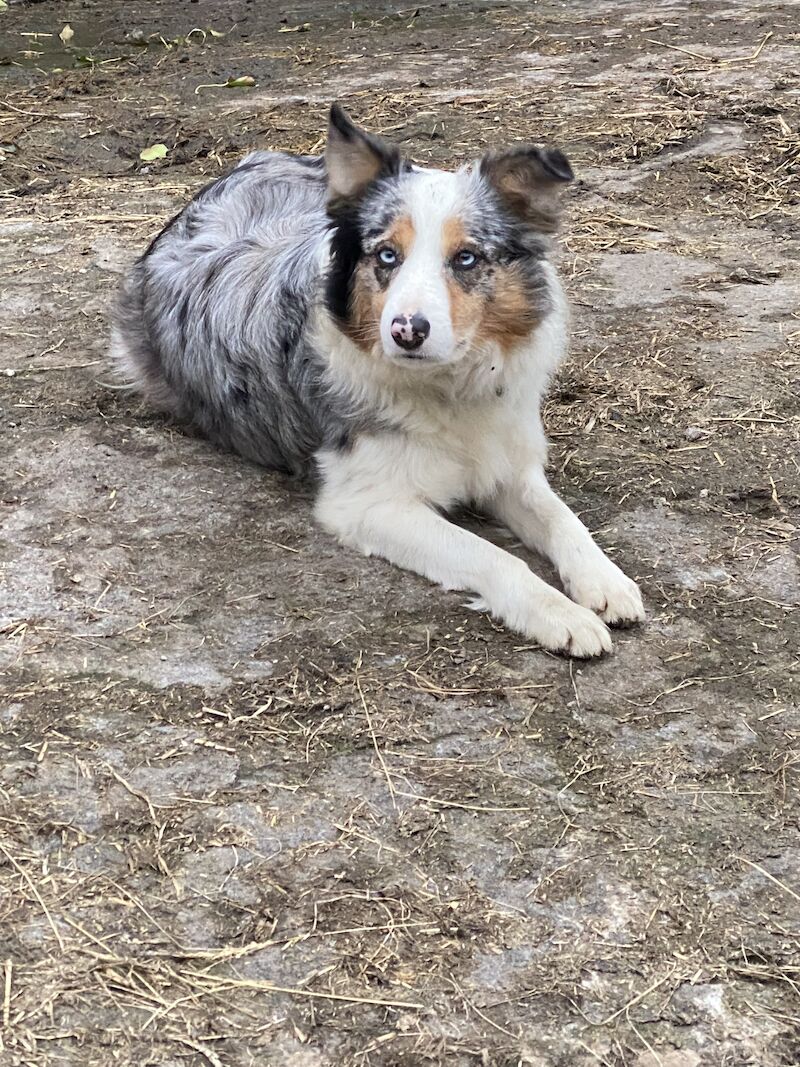 Fully Vaccinated Red Merle Border collie Bitch pups for sale in Carmarthenshire - Image 12