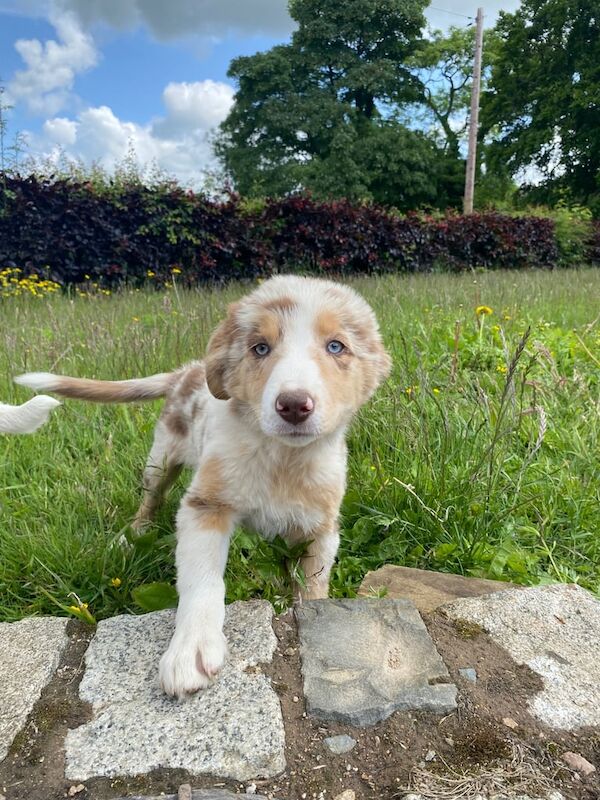 Red Merle Pup for sale in Newry, County Armagh