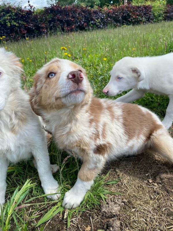 Red Merle Pup for sale in Newry, County Armagh | Image 2