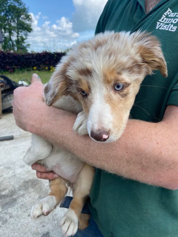 Red Merle Pup for sale in Newry, County Armagh | Image 3