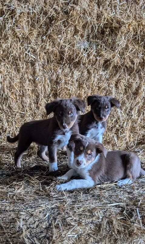 Border Collie puppies for sale in Ballymoney, County Antrim – 9 weeks old