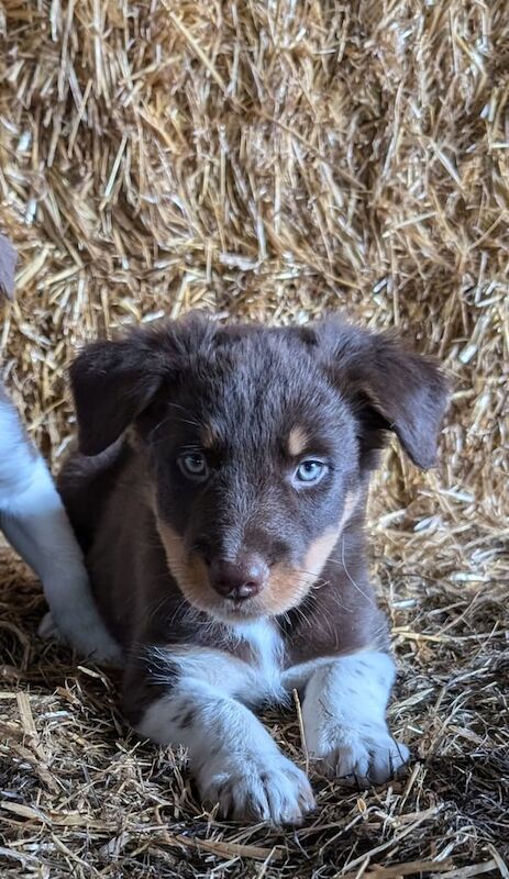 Border Collie puppies for sale in Ballymoney, County Antrim – 9 weeks old - Image 2 of 3