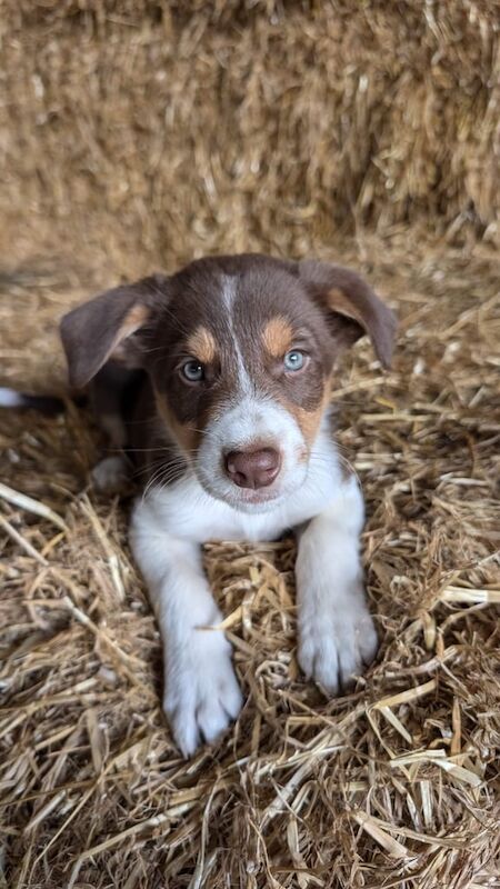 Border Collie puppies for sale in Ballymoney, County Antrim – 9 weeks old - Image 3 of 3