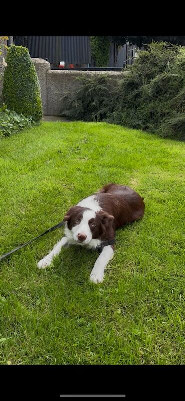 Border Collie puppies for sale in Dromore , County Tyrone – 10 months old