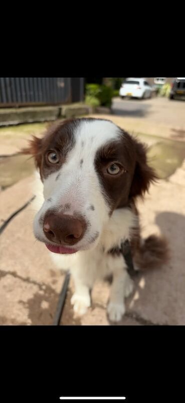 Border Collie puppies for sale in Dromore , County Tyrone – 10 months old - Image 2 of 3