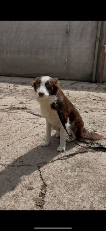 Border Collie puppies for sale in Dromore , County Tyrone – 10 months old - Image 3 of 3