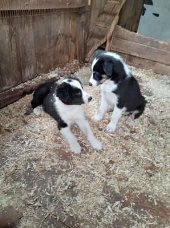 Registered puppies for sale in Bradley Stoke, Gloucestershire