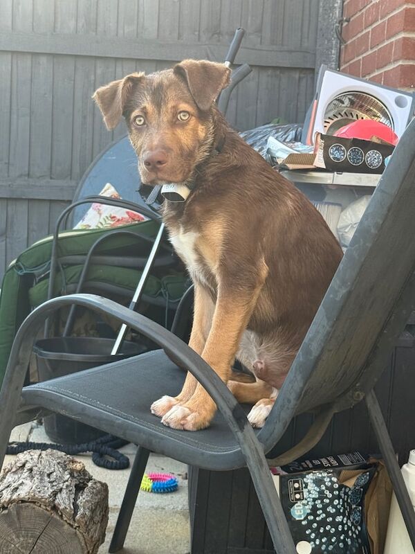 Border Collie puppies for sale in Ipswich, Suffolk – 3 months old