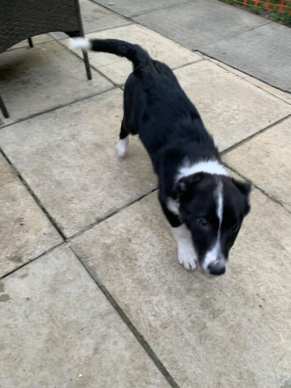 Sad sale of my Collie pup for sale in Witney, Oxfordshire - Image 1