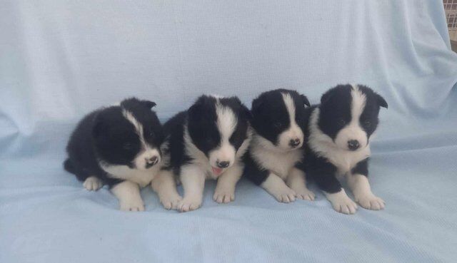 Samollies ,SamoyedxBorder collies for sale in Maresfield, East Sussex