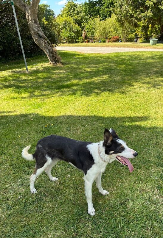Sheepdog Border Collie Smooth for sale in Strabane, County Tyrone