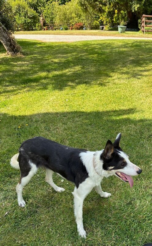 Border Collie puppies for sale in Strabane, County Tyrone – 3 years old - Image 2 of 3