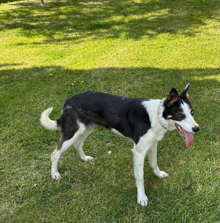 Border Collie puppies for sale in Strabane, County Tyrone – 3 years old - Image 3 of 3