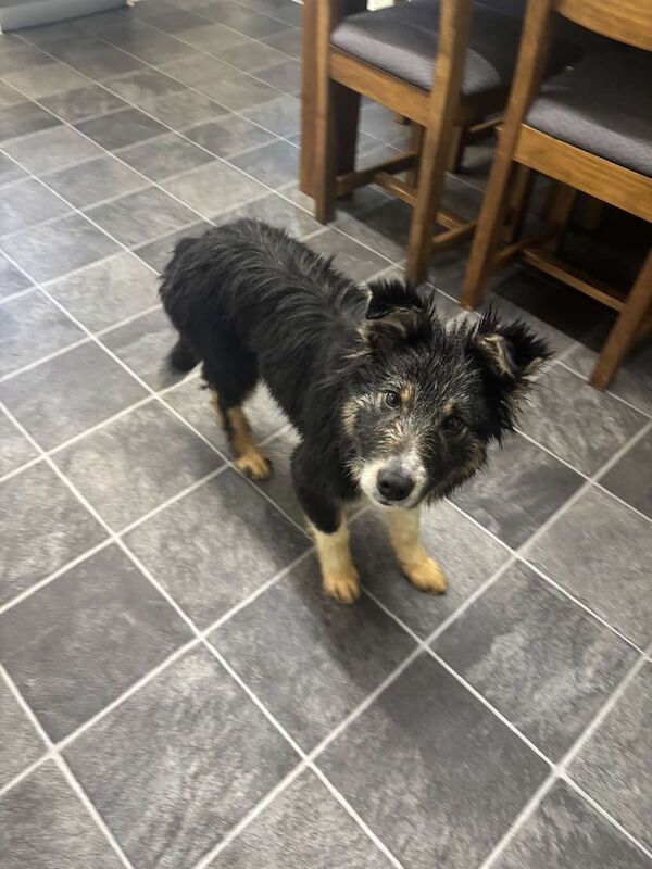 Sheepdog Pup for sale in Lochmaben, Dumfries