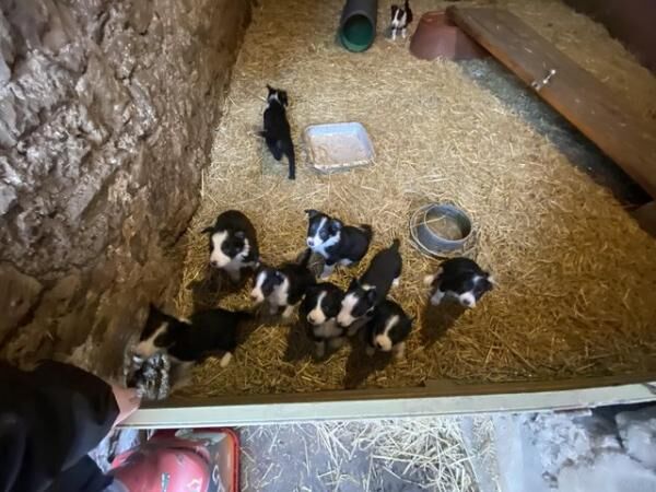 Sheepdog Puppies ready 29/3 for sale in Llanddona, Isle of Anglesey