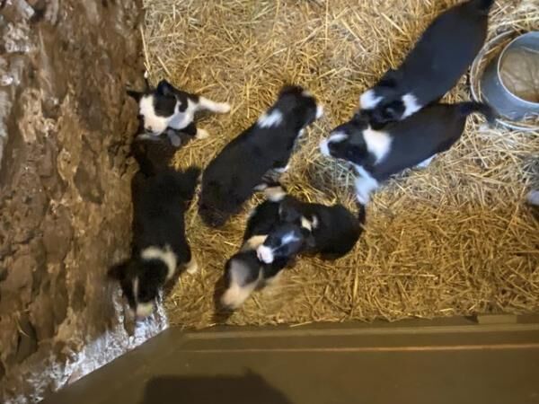Sheepdog Puppies ready 29/3 for sale in Llanddona, Isle of Anglesey - Image 2