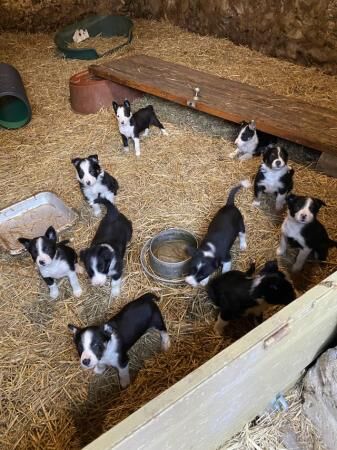 Sheepdog Puppies ready 29/3 for sale in Llanddona, Isle of Anglesey - Image 4