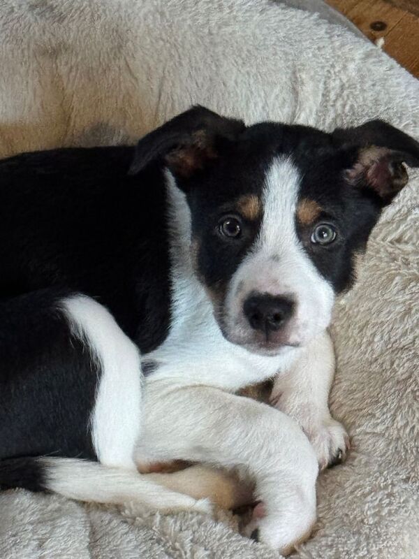 Border Collie Puppies For Sale