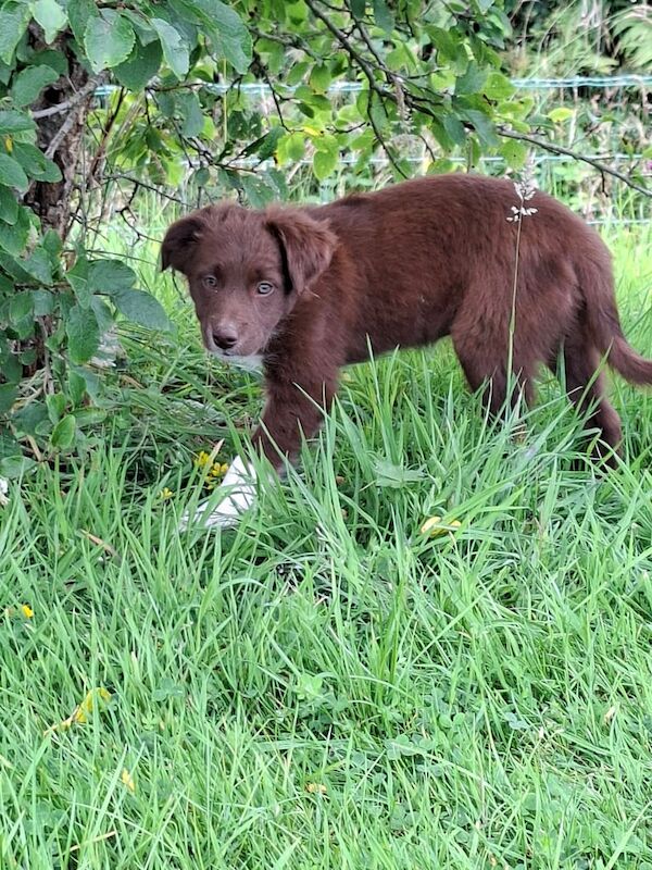 Border Collie puppies for sale in Newry, County Armagh – 9 weeks old
