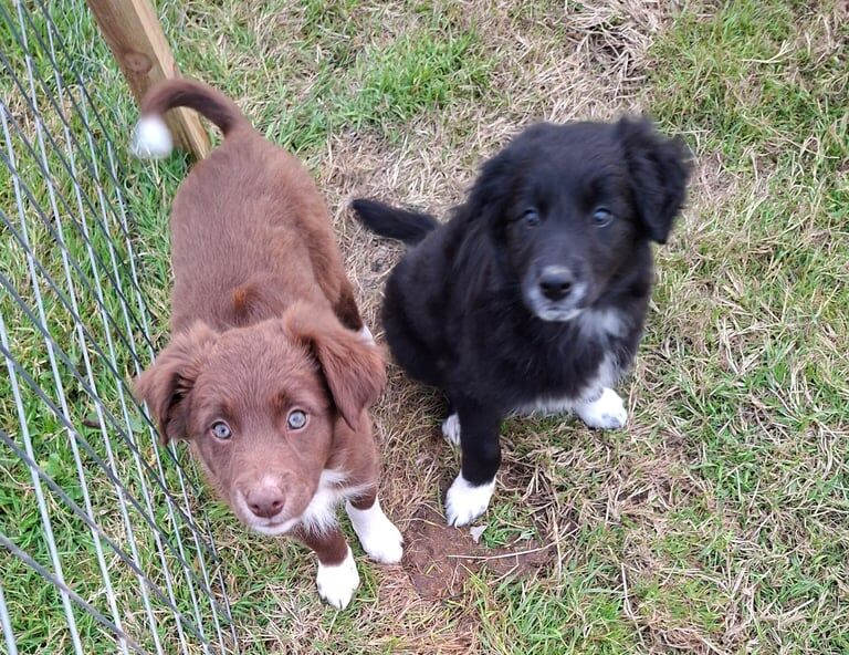 Border Collie puppies for sale in Newry, County Armagh – 9 weeks old - Image 2 of 3