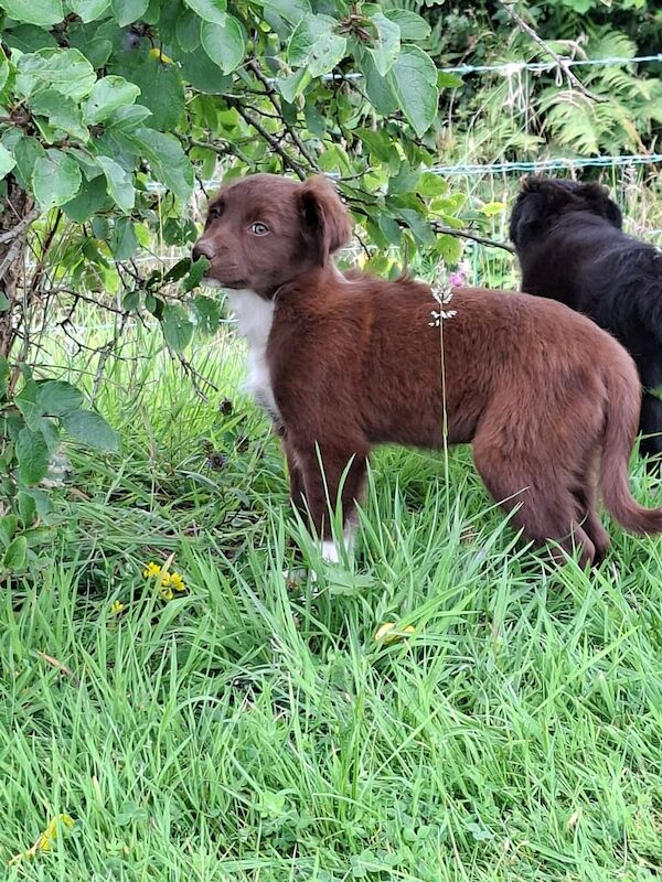 Border Collie puppies for sale in Newry, County Armagh – 9 weeks old - Image 3 of 3