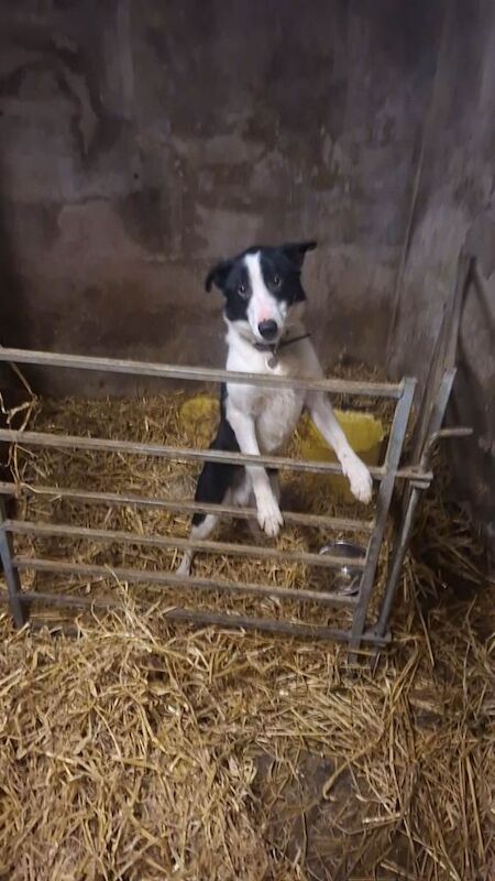 Border Collie puppies for sale in Newtownards, County Down – 1 year old