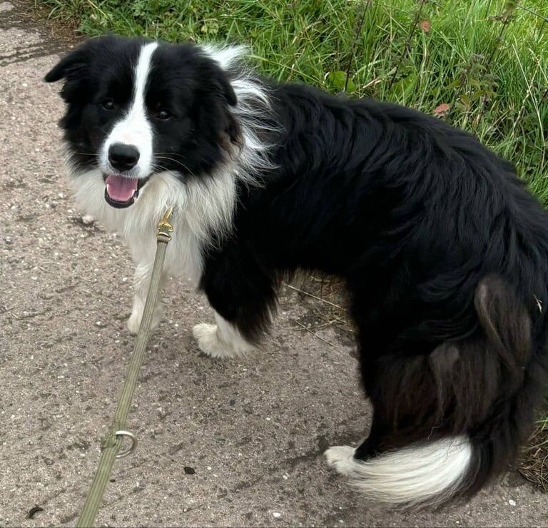 Stunning border collie Boy for sale in Stafford, Staffordshire