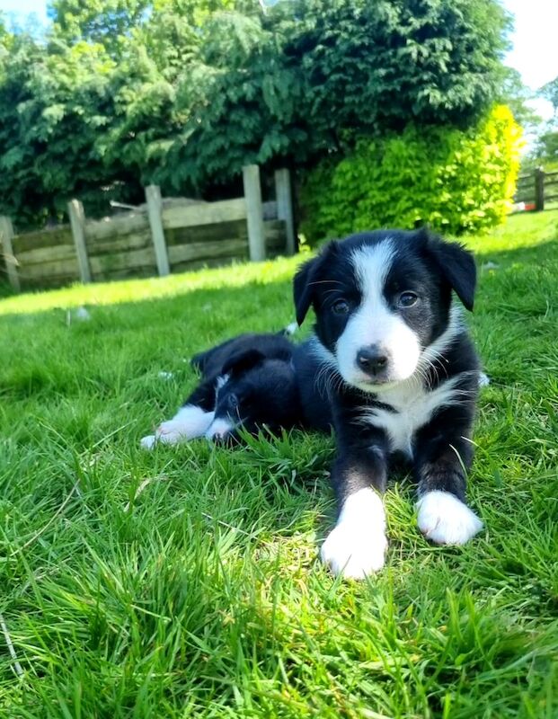 Stunning Border Collie Puppies For Sale in Preston, Lancashire