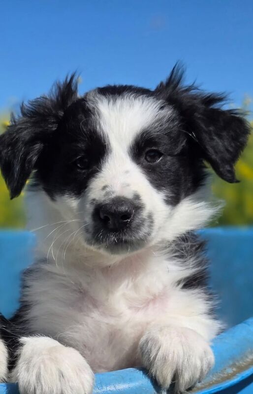 Stunning Border Collie Puppies for sale in Earlston, Ayrshire and Arran
